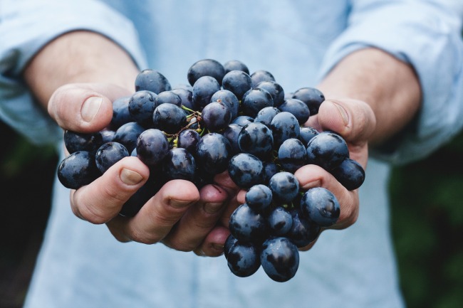 Grapes - Unsplash Free